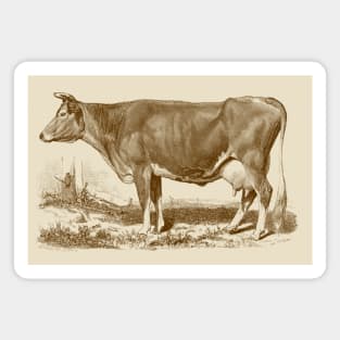 Jersey Cow Vintage Illustration Magnet